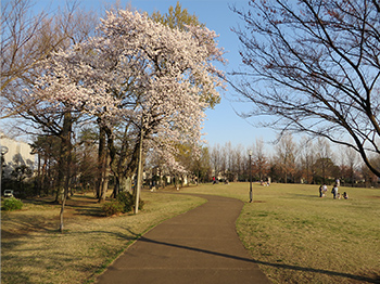 柏の宮公園（東京都杉並区）2003年施工