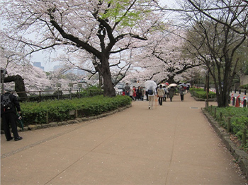 千鳥ヶ淵緑道（東京都千代田区）2005年施工